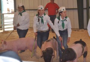Inyo and Mono Counties Junior Livestock Show 4-H and FFA youth show the animals they've raised