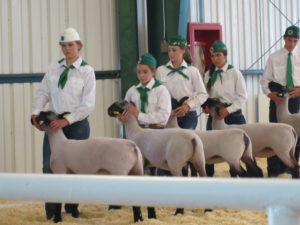 Inyo and Mono Counties Junior Livestock Show 4-H and FFA youth show the animals they've raised like sheep