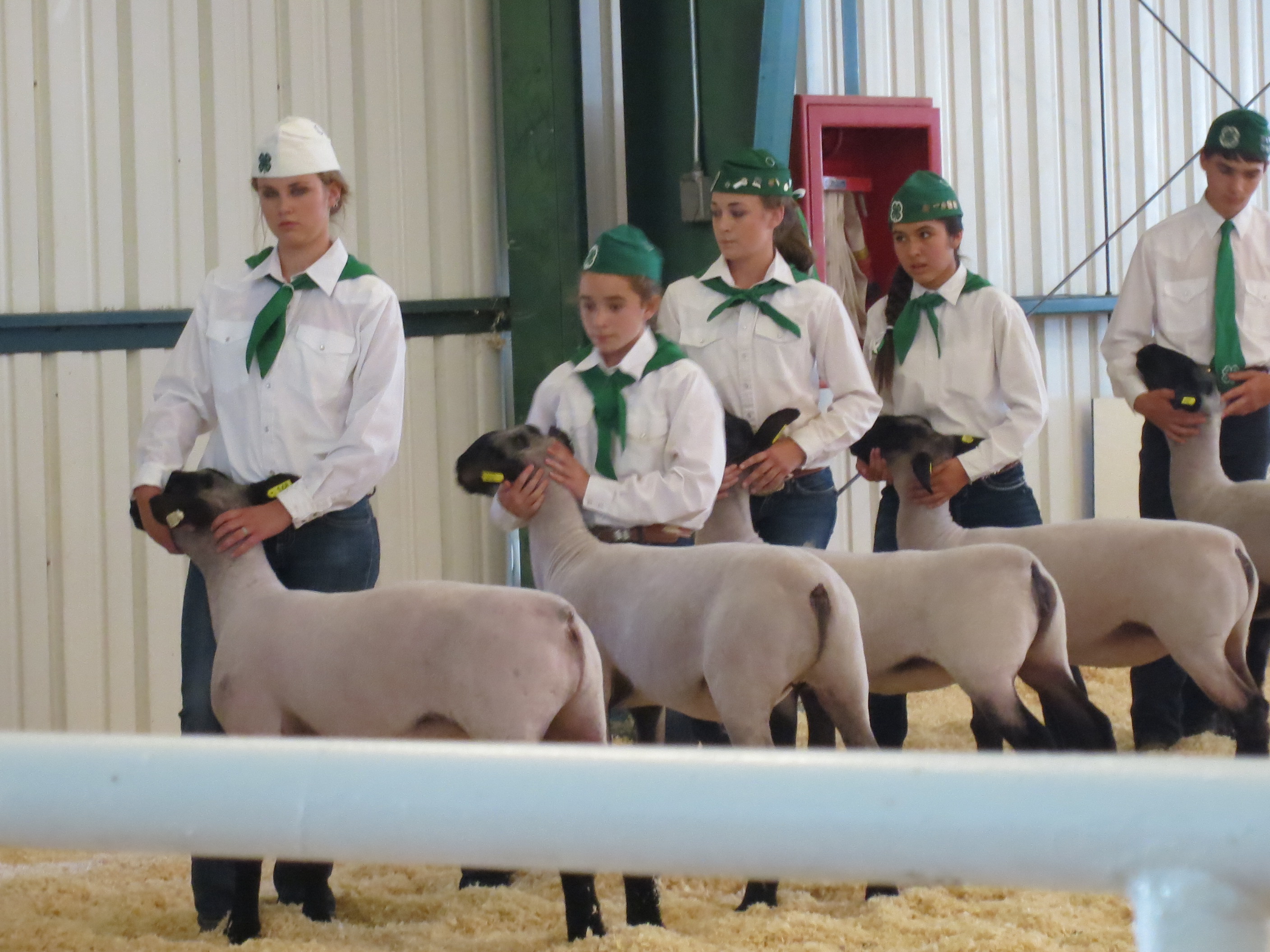 Inyo and Mono Counties Junior Livestock Show 4-H and FFA youth show the animals they've raised like sheep