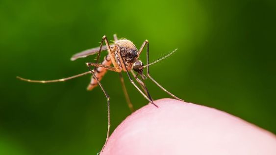 mosquito